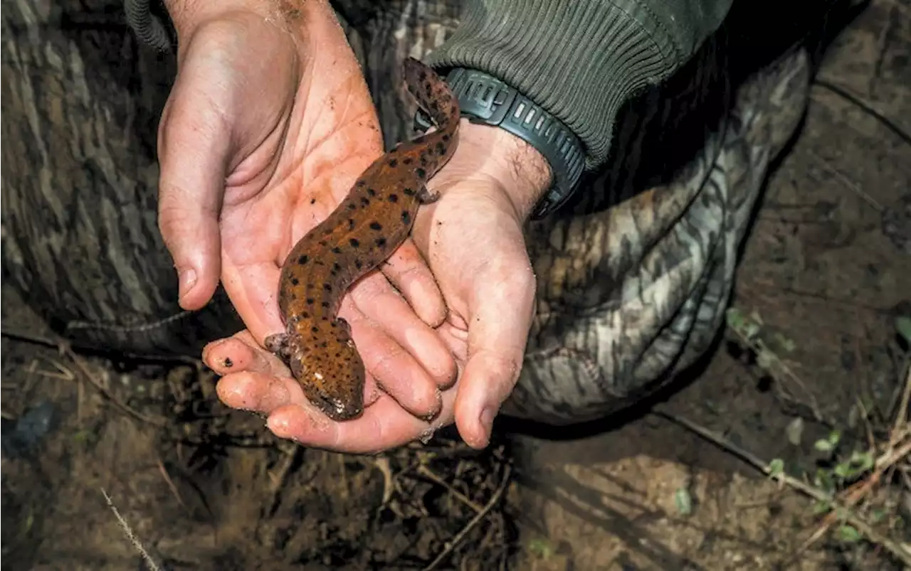 Junk DNA Deforms Salamander Bodies