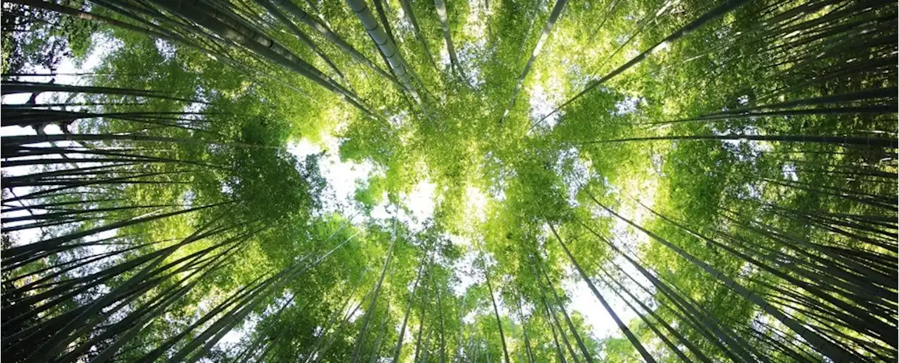 Planet Earth Contains Over 9,000 Tree Species Yet to Be Discovered, Scientists Say