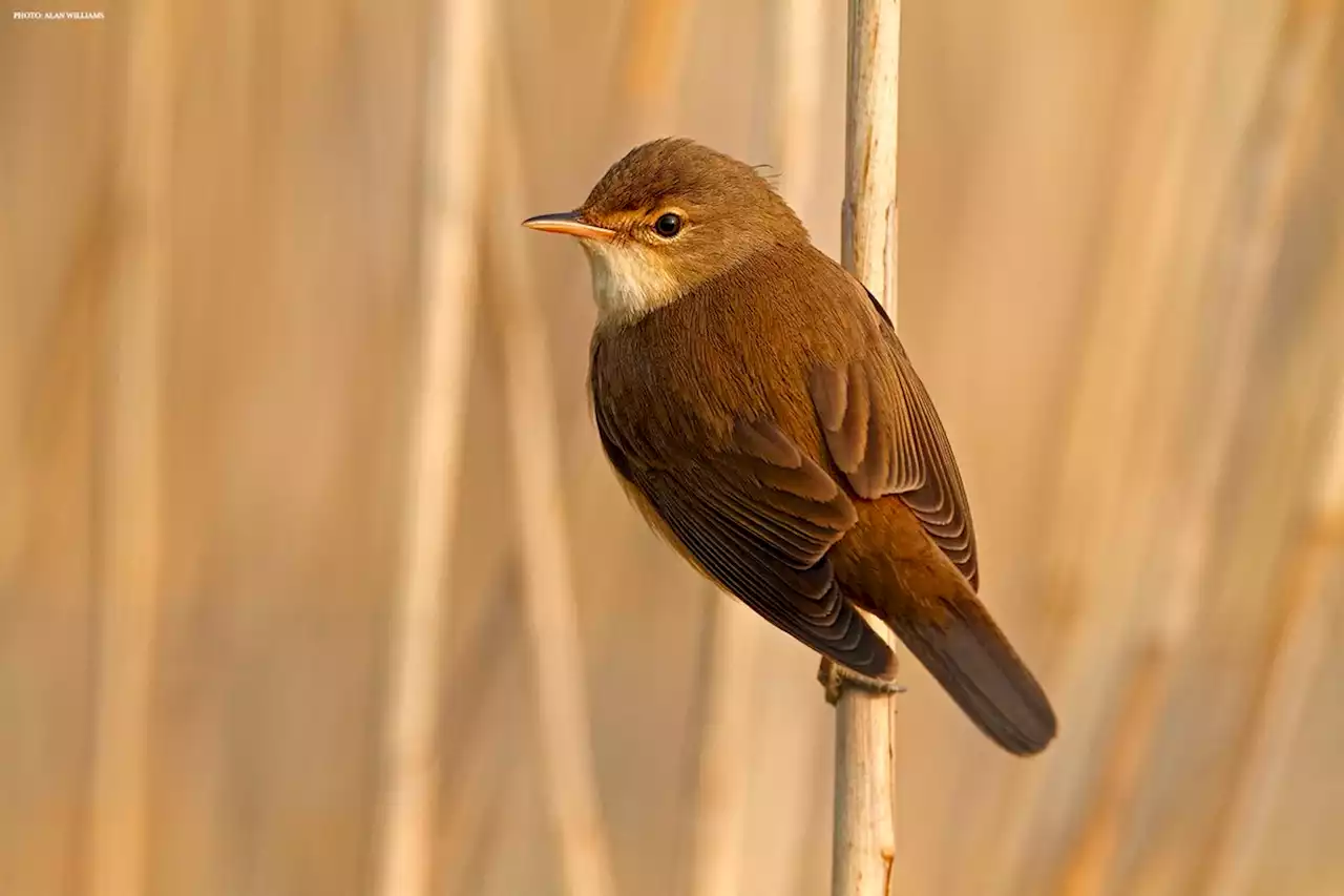 Magnetic stop signs signal a European songbird’s arrival at the breeding site after migration