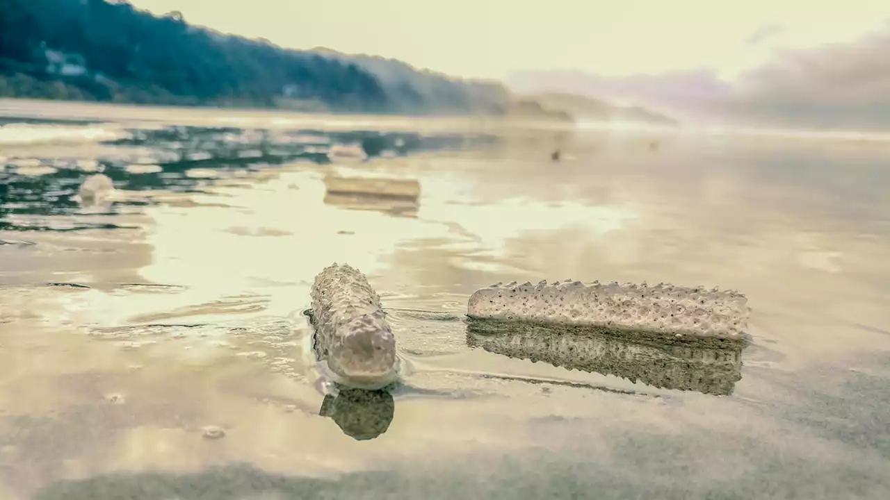 A 'sea pickle'? An animal that can grow to 60 feet long is washing up on the Oregon coast