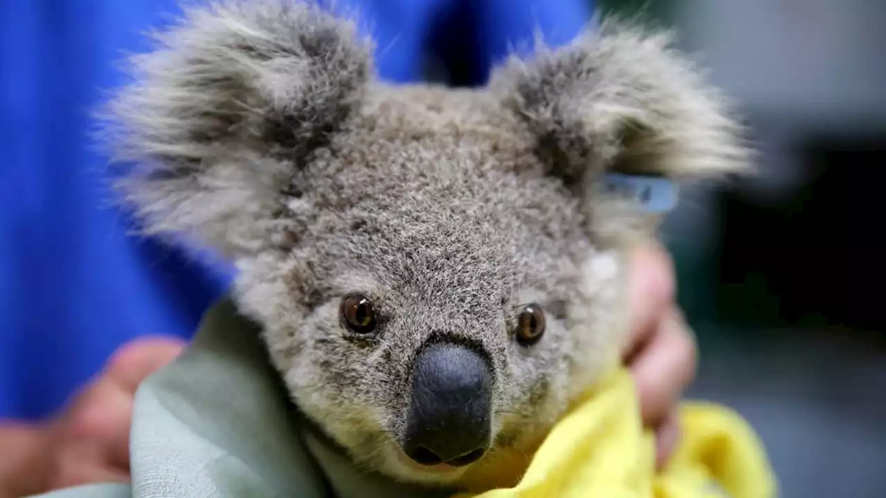 Koalas officially listed as an ‘endangered’ species due to plummeting populations