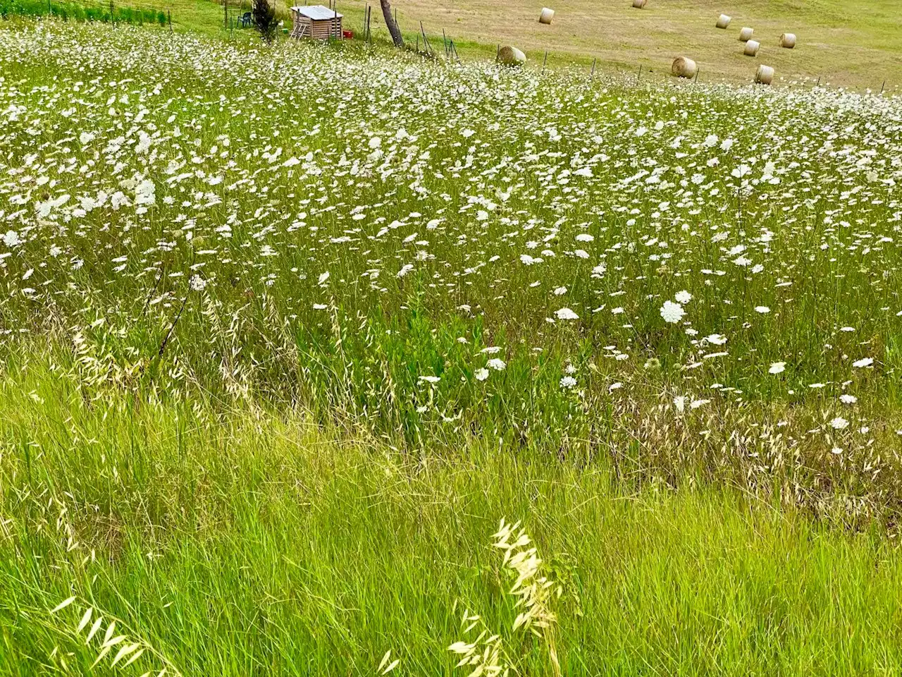 33% of Americans Exposed to Health-Threatening Weed Killer — New Study