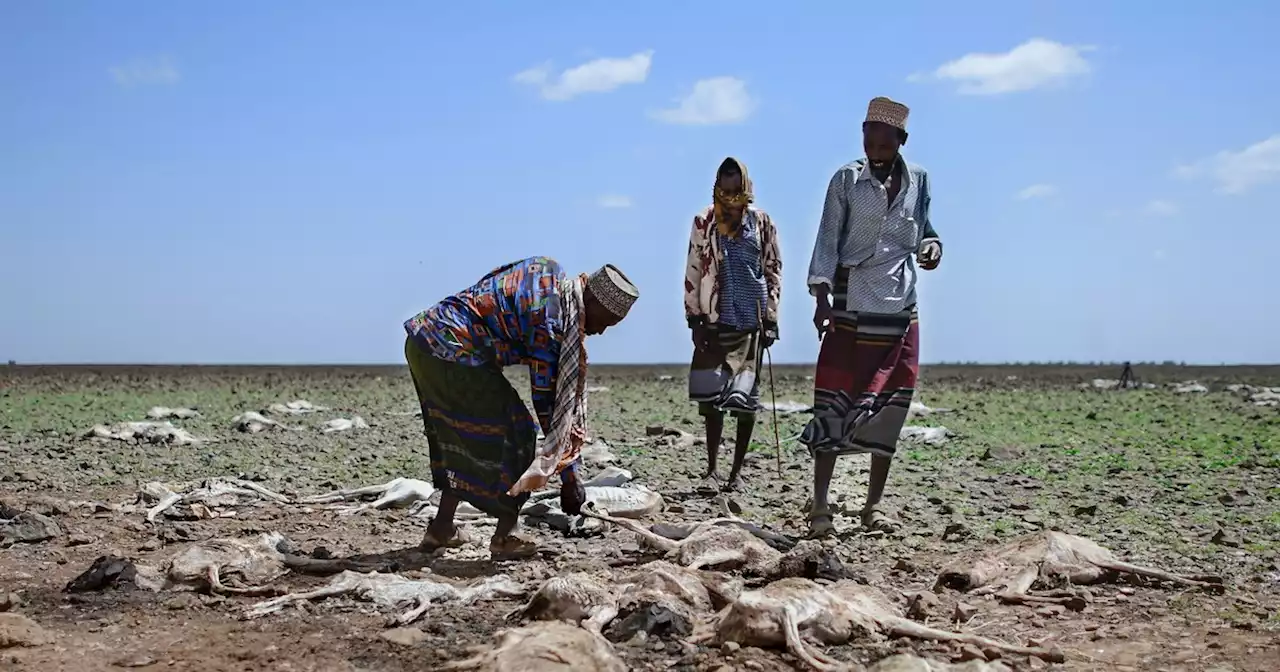 13 Million People Facing Climate-Driven Starvation in Horn of Africa: WFP