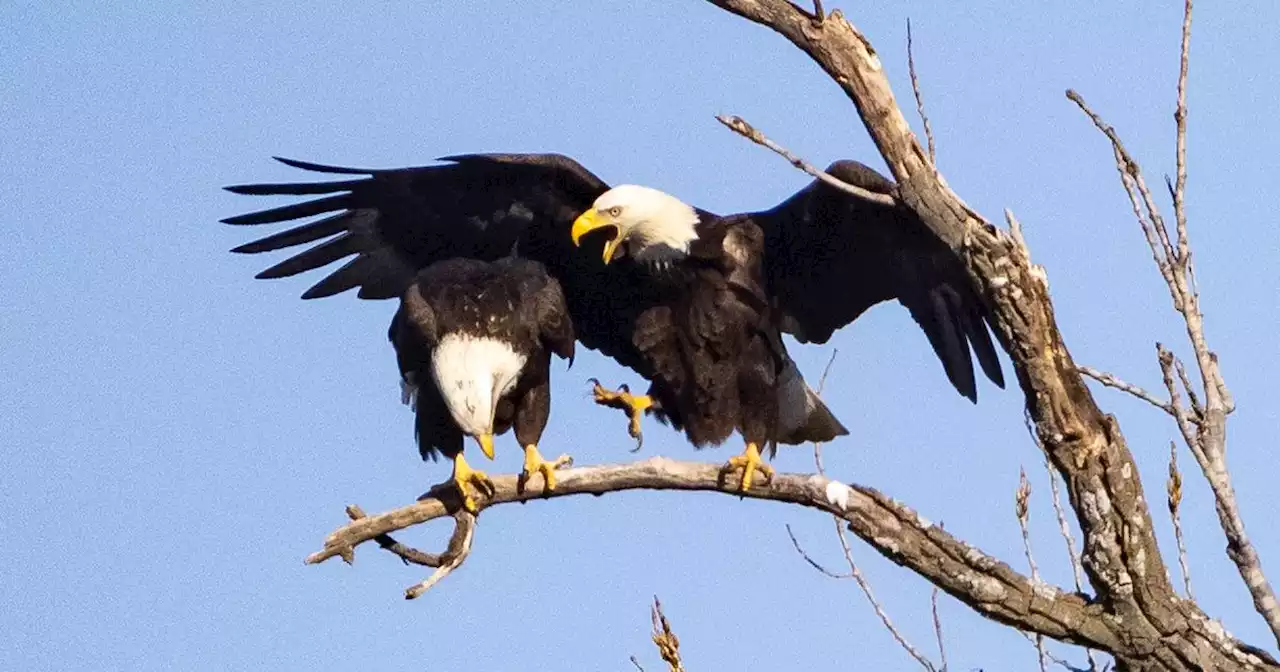 Bald eagles are nesting at Dallas’ White Rock Lake. Here’s how to gawk from afar