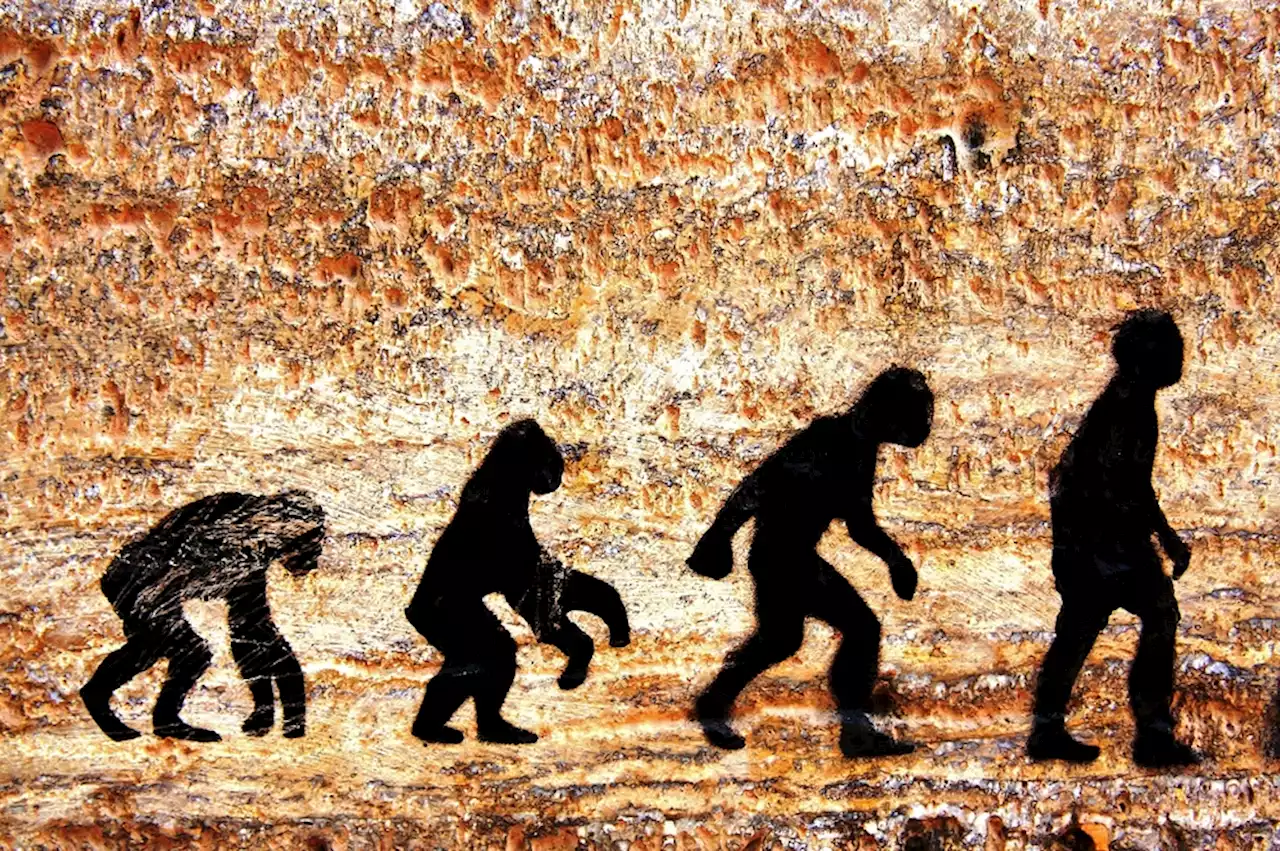 Human Evolution in the Modern Age