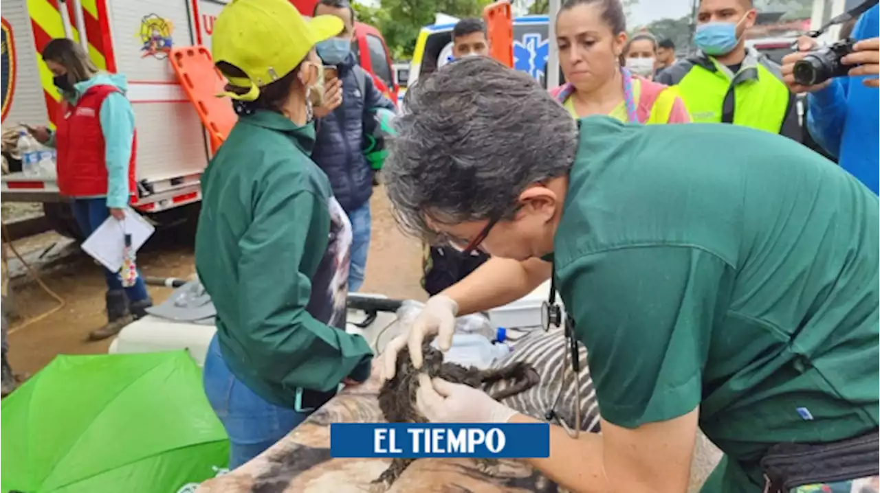 Decenas de mascotas afectadas por la tragedia de Pereira buscan nuevo hogar