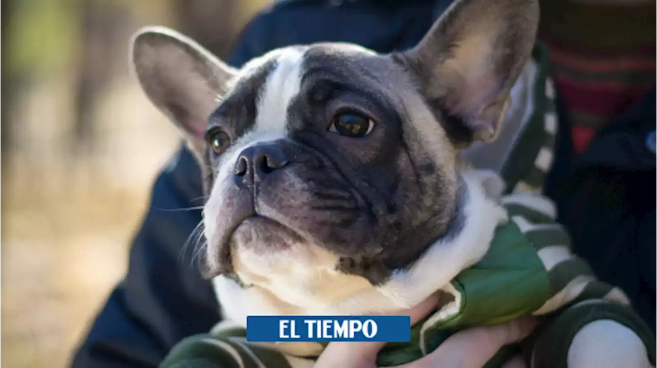 El bulldog francés, entre las razas de perros preferidas por los ladrones