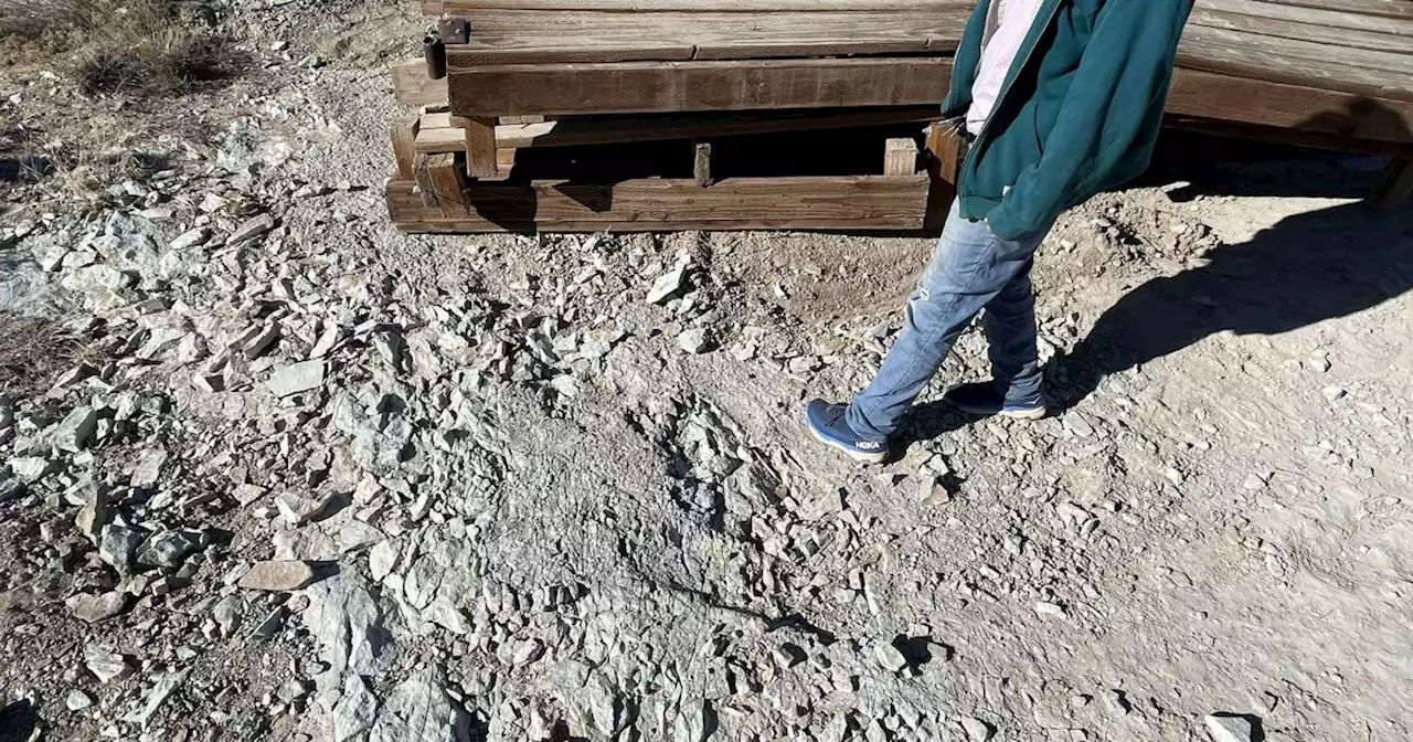 Bureau of Land Management stops construction due to damaged dinosaur tracks