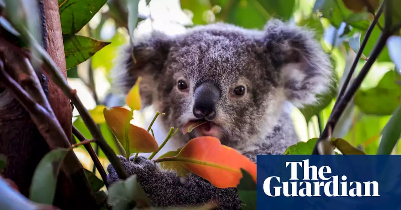 Morning mail: koalas endangered, UK warns Russia of sanctions, AEC wins on Twitter