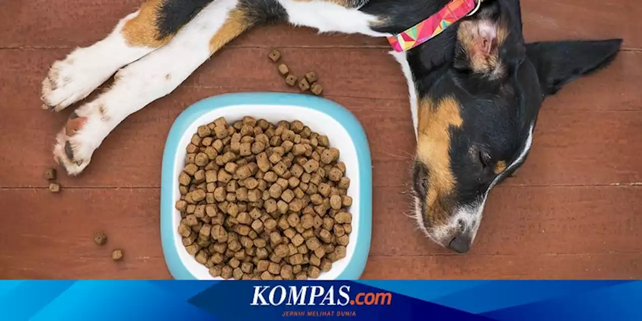 Anjing Terlalu Kurus dan Berat Badan Tidak Normal, Apa Solusinya?