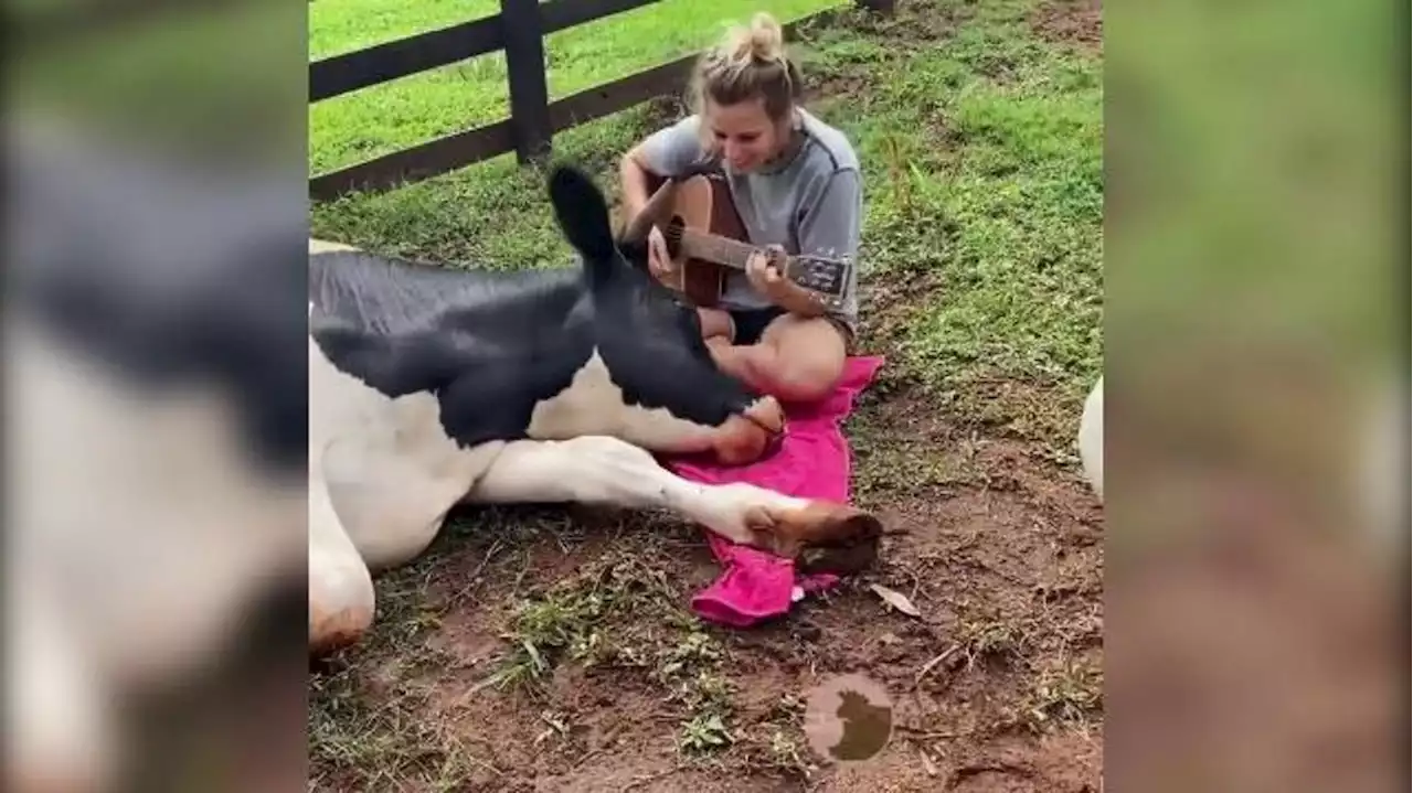 La donna che cantava e suonava la chitarra alle mucche: la loro reazione è adorabile