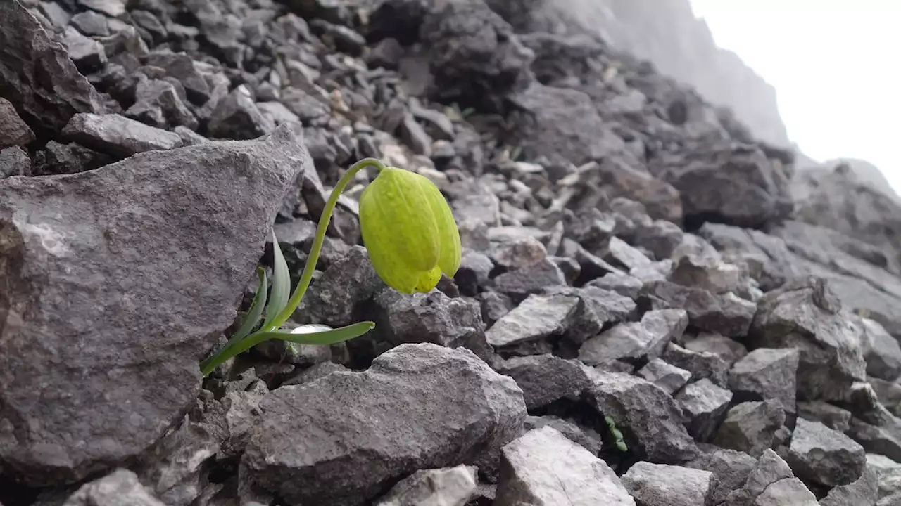 A medicinal Chinese herb may be evolving to camouflage from humans