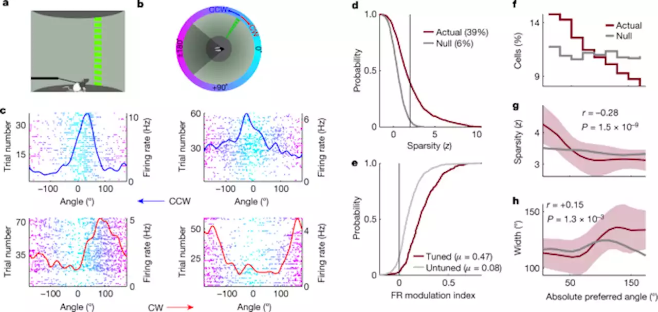 Moving bar of light evokes vectorial spatial selectivity in the immobile rat hippocampus - Nature