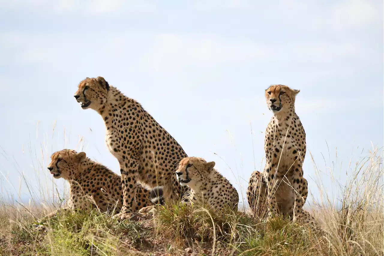 All-male cheetah pack kill leader in bloody coup