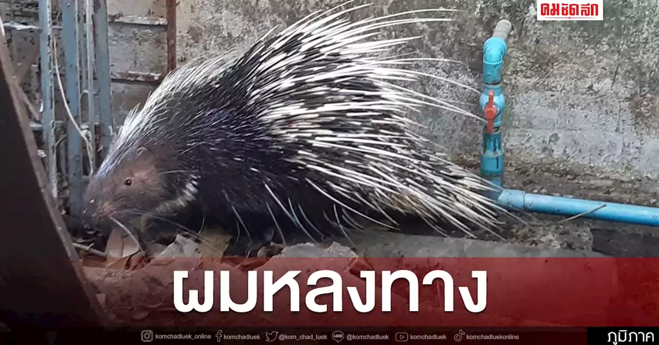 งวดนี้ 'เลขบ้าน' ต้องมา จู่ ๆ เม่นป่า หลงวิ่งเข้ามา โชคดีไม่มีใครบาดเจ็บ