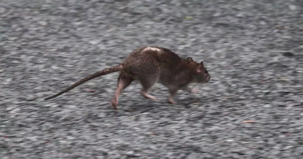 New York City Might Have Rat COVID, But It’s Probably Fine