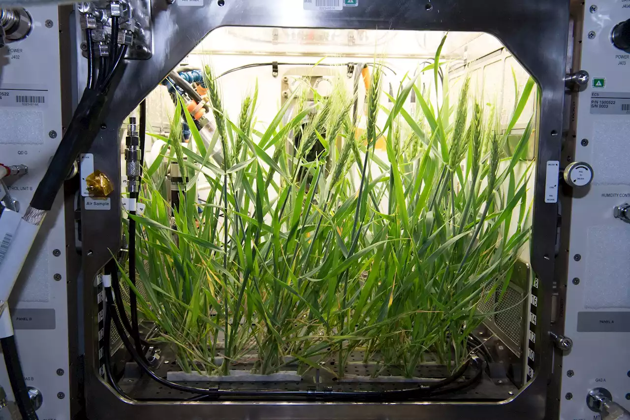 NASA has big plans for space farms