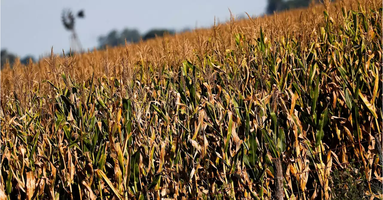 Argentina soy belt drought awakens ghost of 2018 production 'disaster'