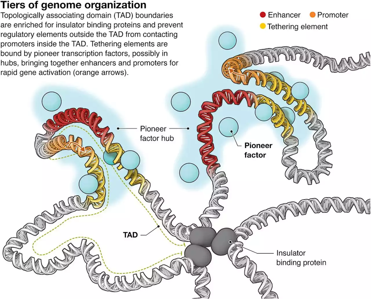 Genome organization controls transcriptional dynamics during development