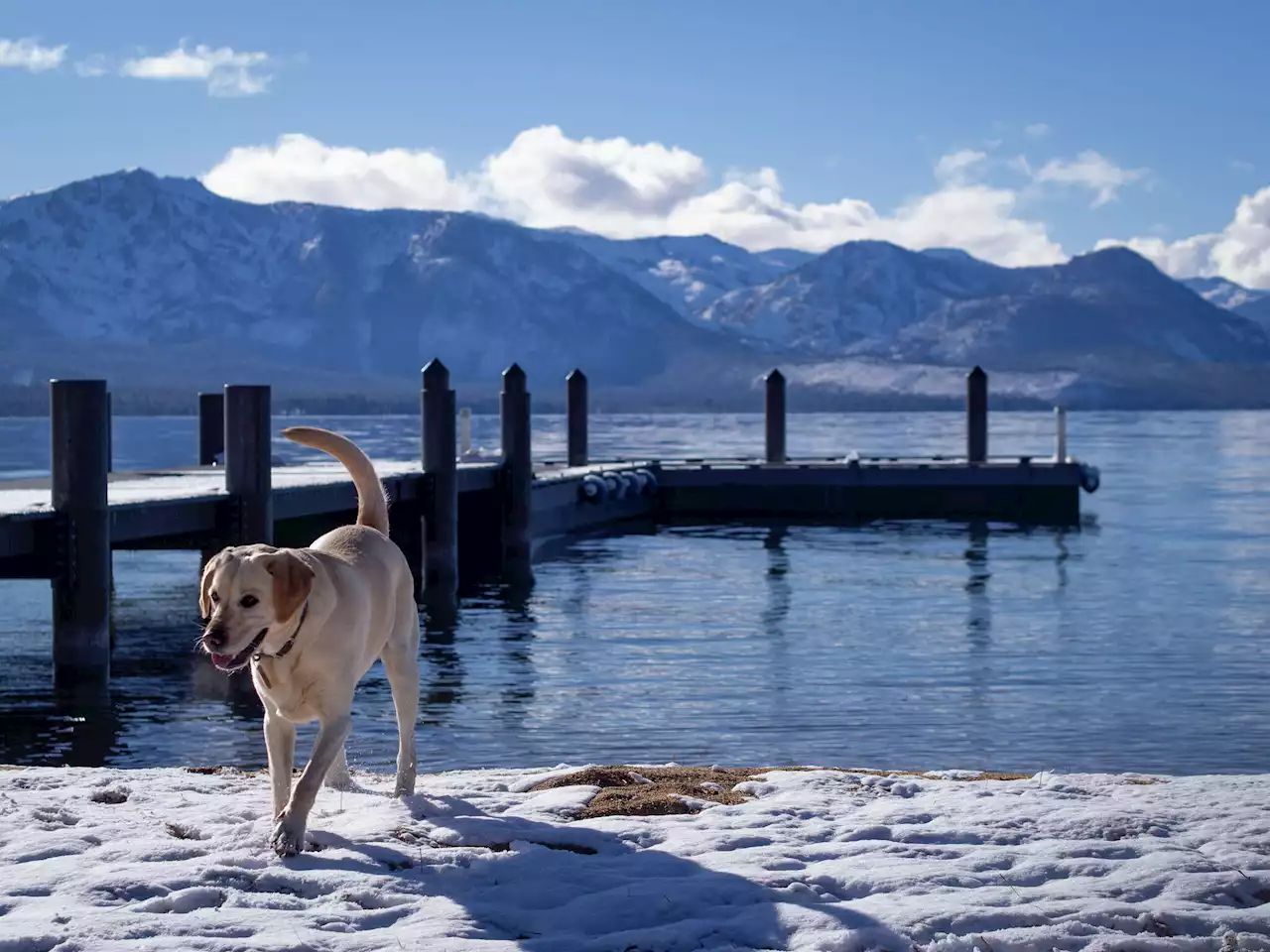 Dog poop piles high in Tahoe as no one wants to pick it up