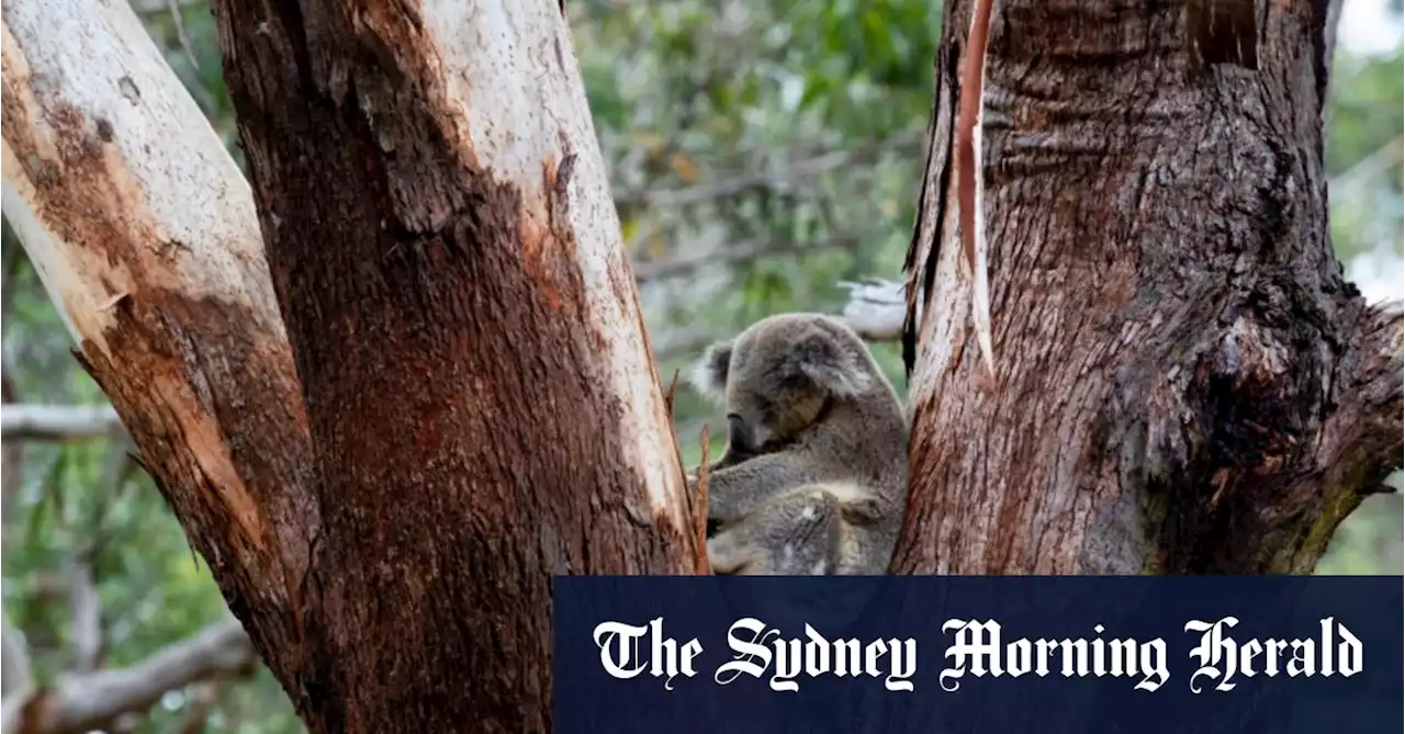 Koalas officially an endangered species in NSW, Queensland