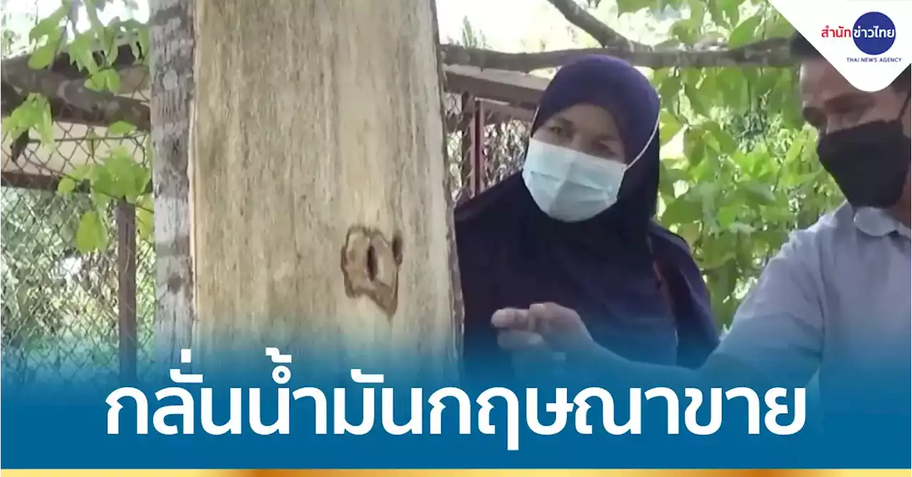 หนุ่มใหญ่เมืองสตูล กลั่นน้ำมันกฤษณาส่งนอก สร้างกำไรหลักแสน