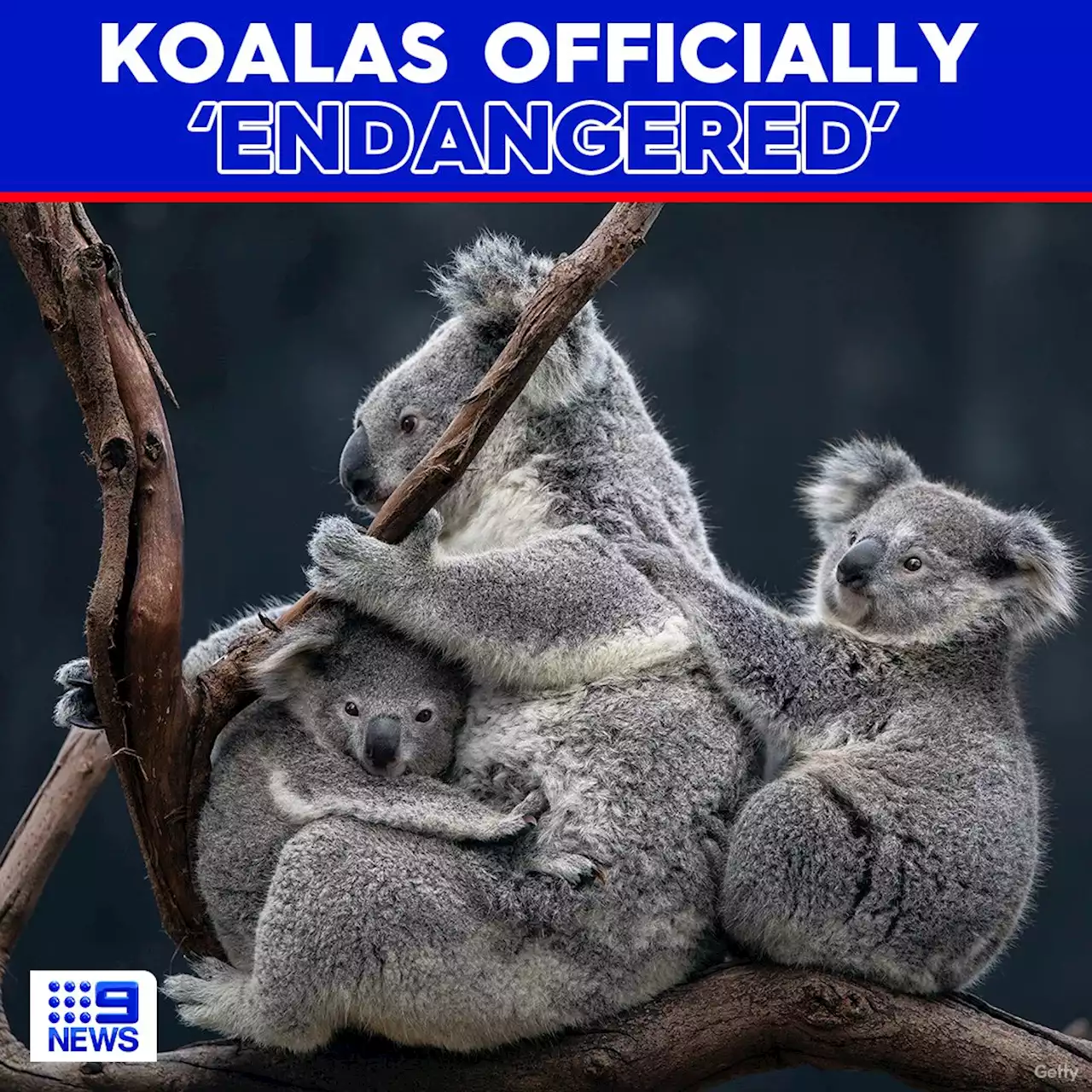 Koalas officially an 'endangered' species in Queensland, NSW and ACT