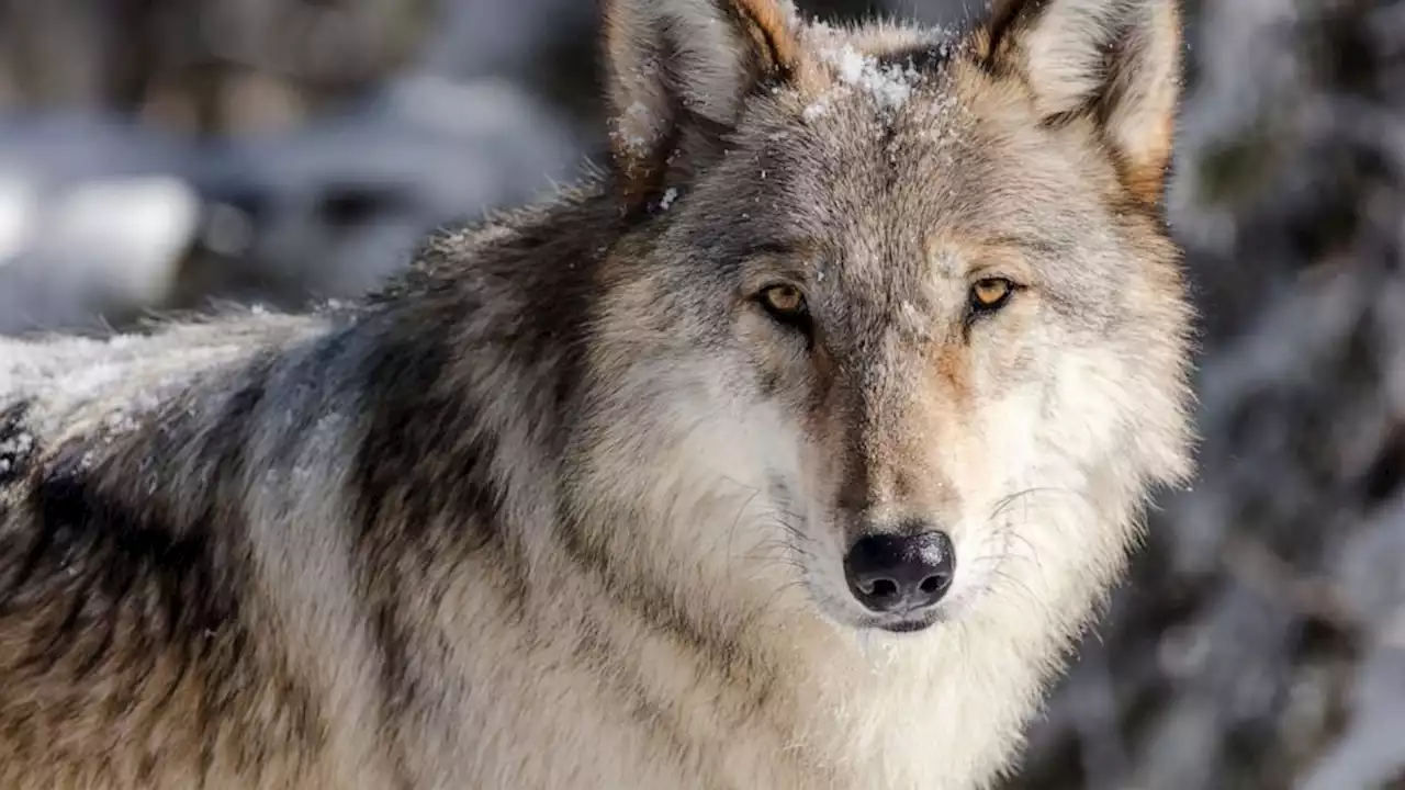 Judge restores protections for gray wolves across much of US
