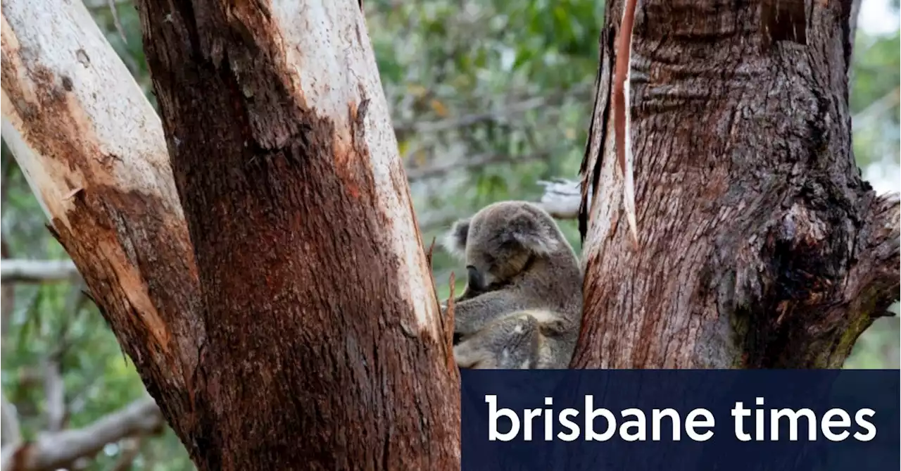 Koalas officially an endangered species in NSW, Queensland