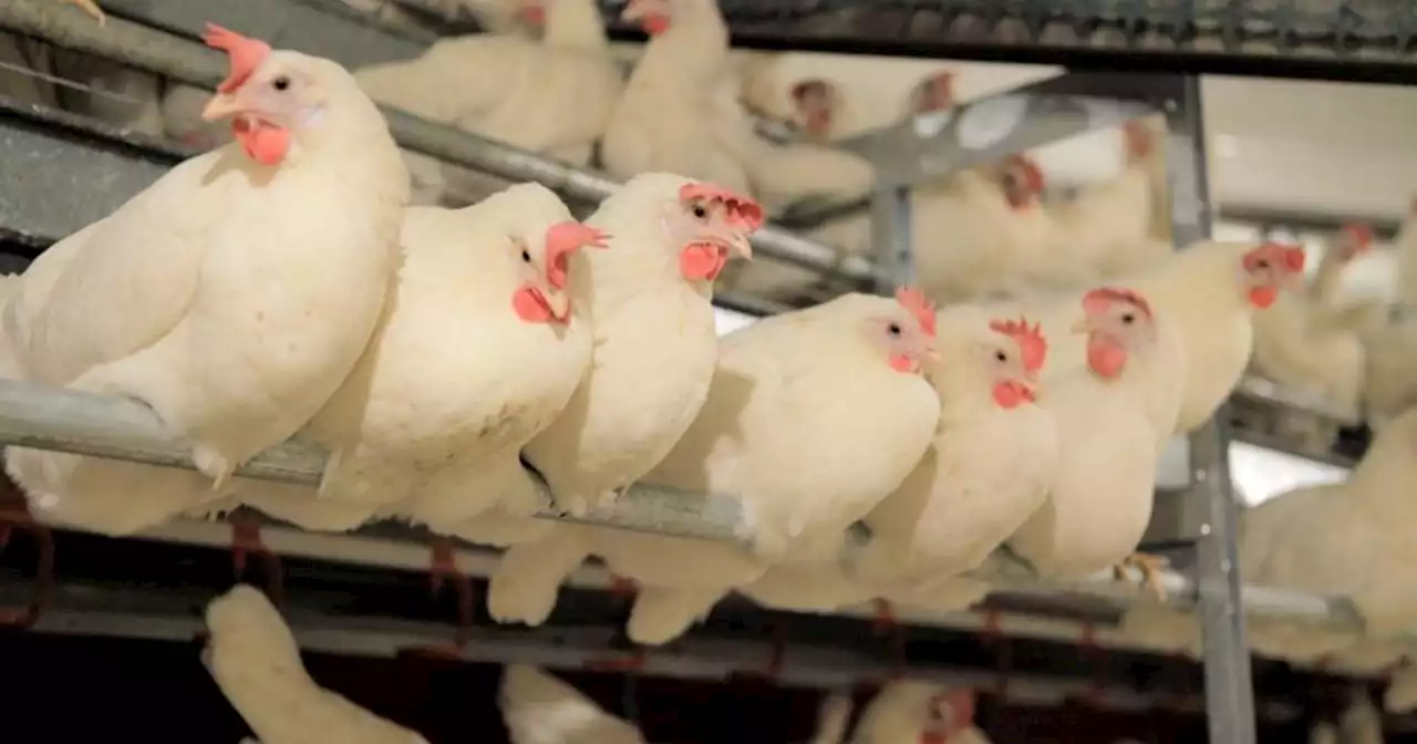 Big win for animal welfare as U.S. egg producers go cage-free