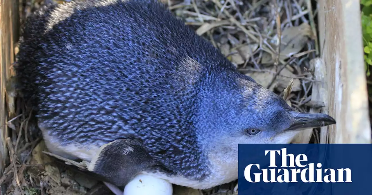 Little penguins on WA island will be pushed to ‘breaking point’ by construction of new centre, expert says