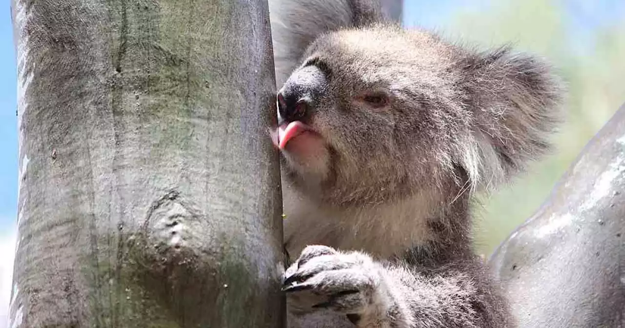 Australia lists koalas as endangered in two eastern states | Malay Mail