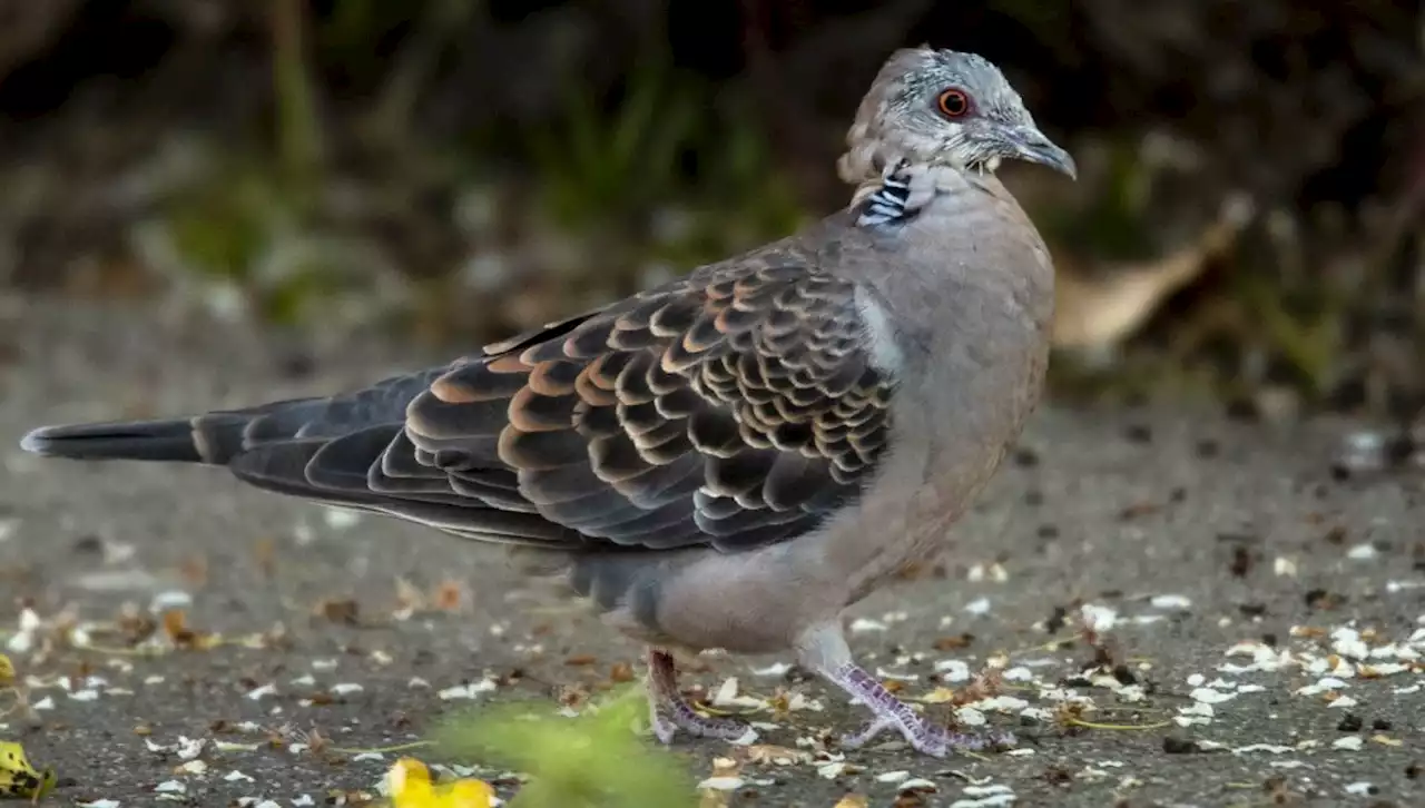 Mega-rare turtle dove in Palo Alto has birders flocking from far and wide