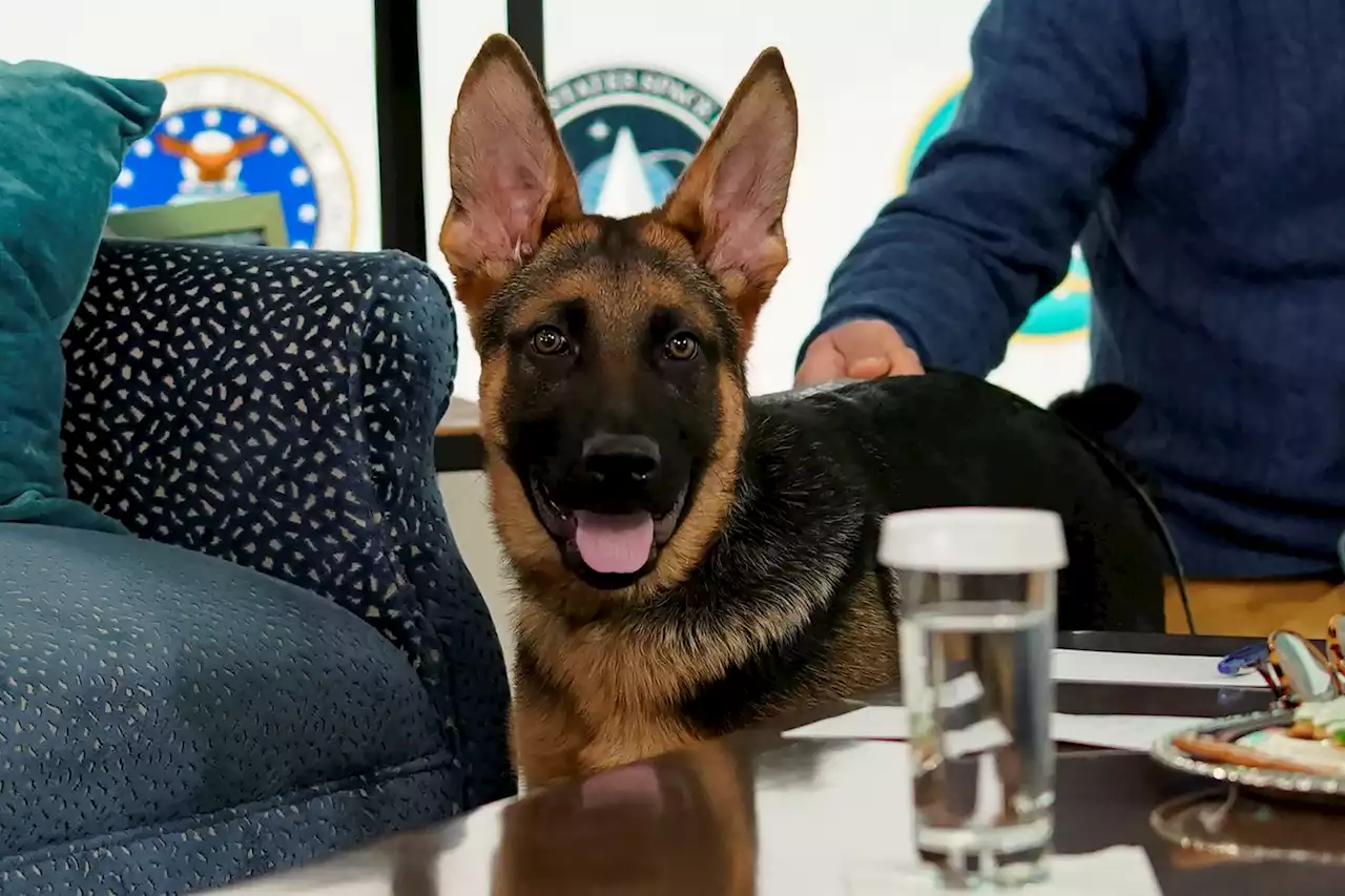 Joe Biden's Dog Commander to Make TV Debut During ‘Puppy Bowl'