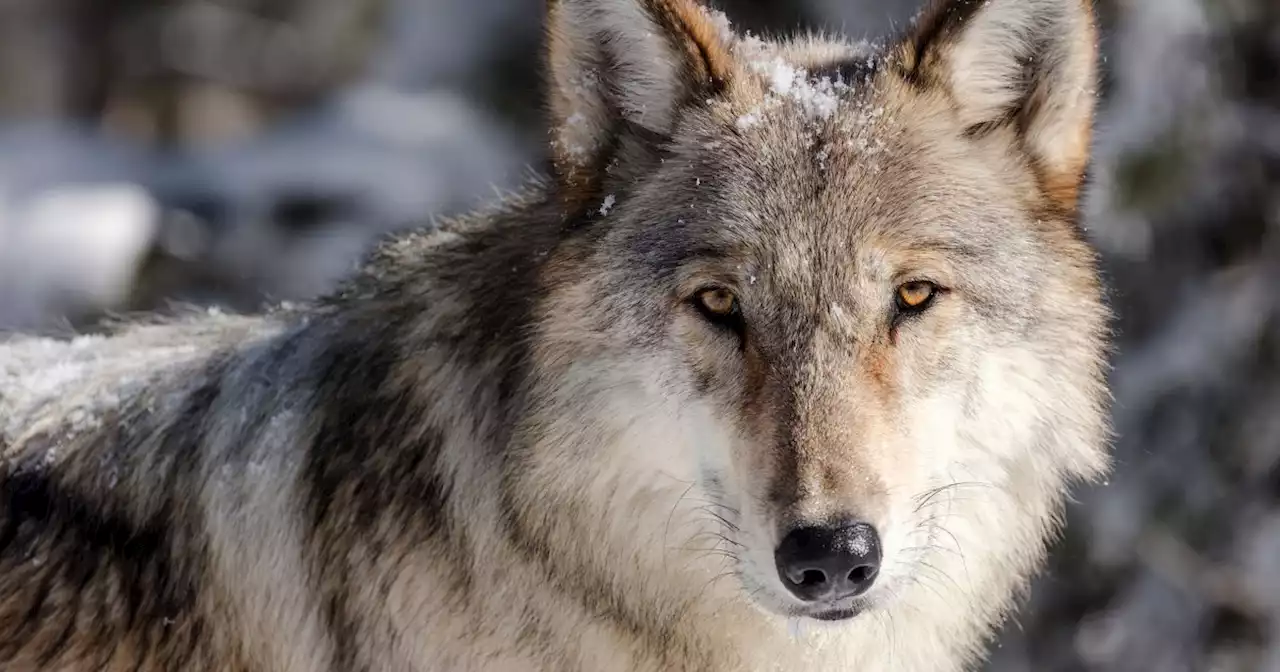 Judge reverses Trump admin efforts to remove protection of gray wolves