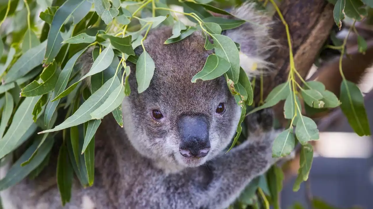 ‘Grim’: Aussie icon on ‘endangered’ list