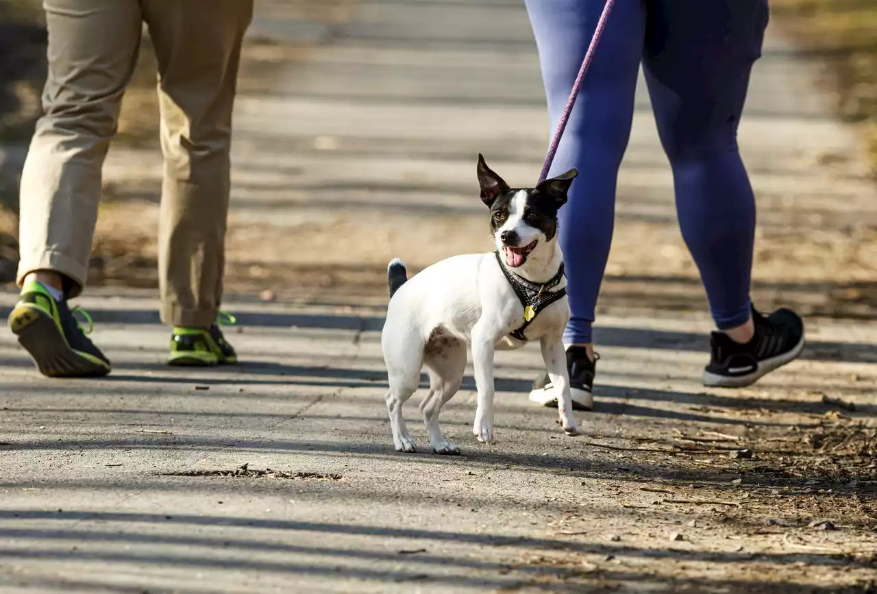 Springlike temperatures ahead for start of weekend but snow flurries forecasted for Sunday