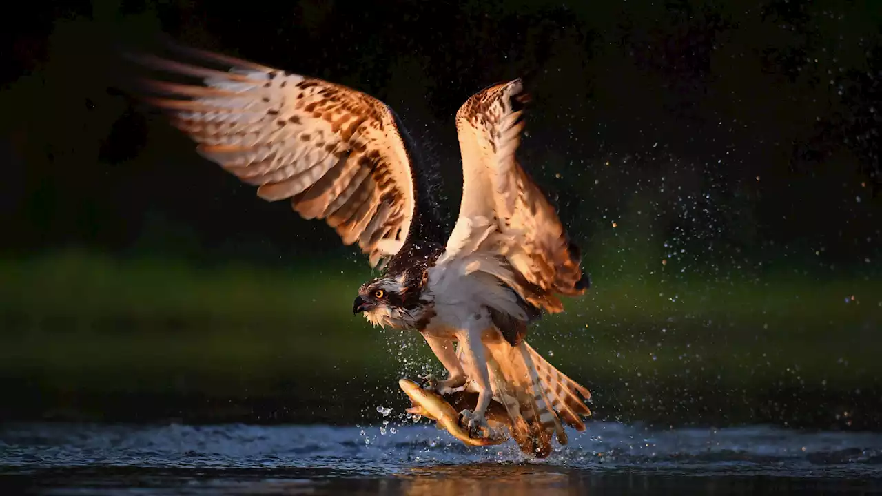 Ambiente: raro esemplare di falco pescatore avvistato all'Oasi Wwf di Alviano