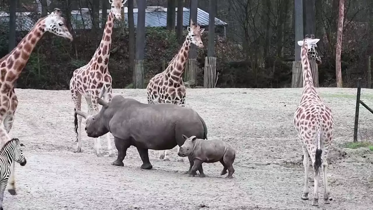 Rhino calf meets zebras, giraffes for first time at Dutch zoo