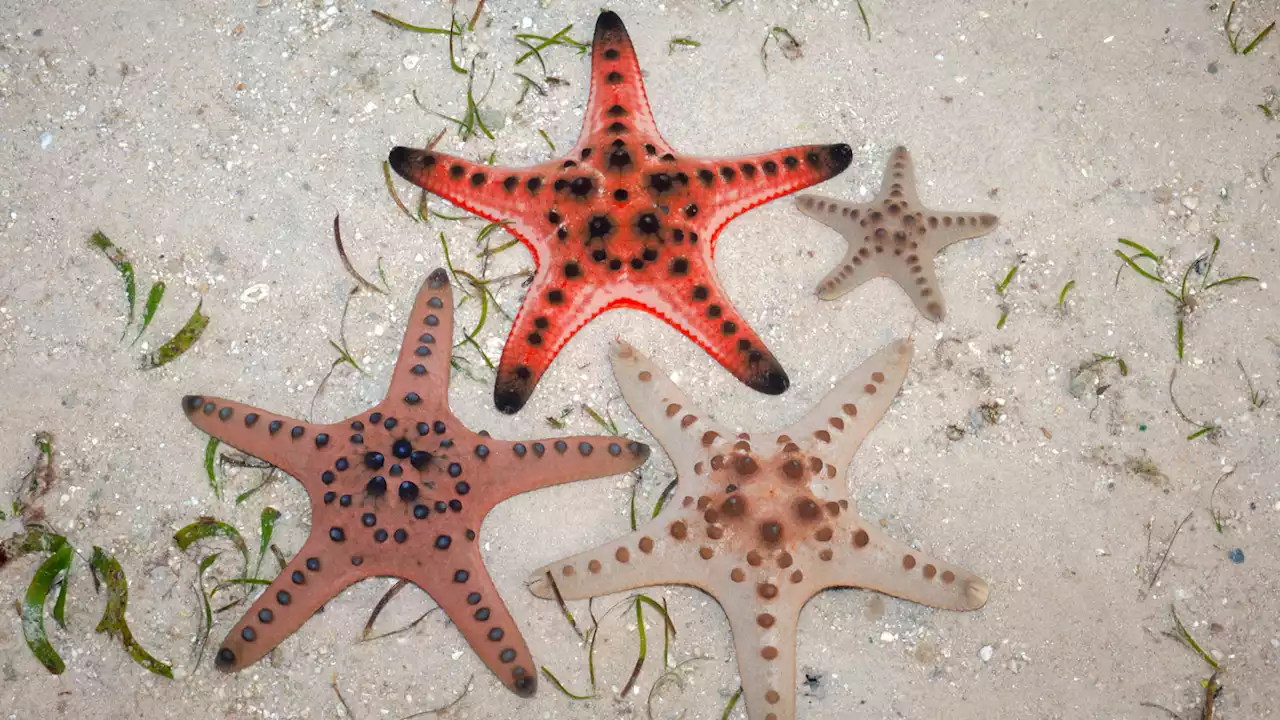 A diamondlike structure gives some starfish skeletons their strength