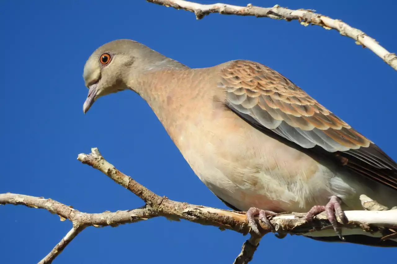 A bird considered a 'mega-rarity' was spotted in the Bay Area