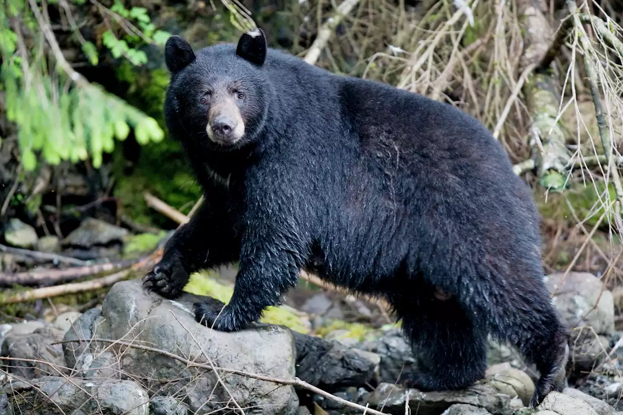 Bear terrorizes wealthy Lake Tahoe neighborhood