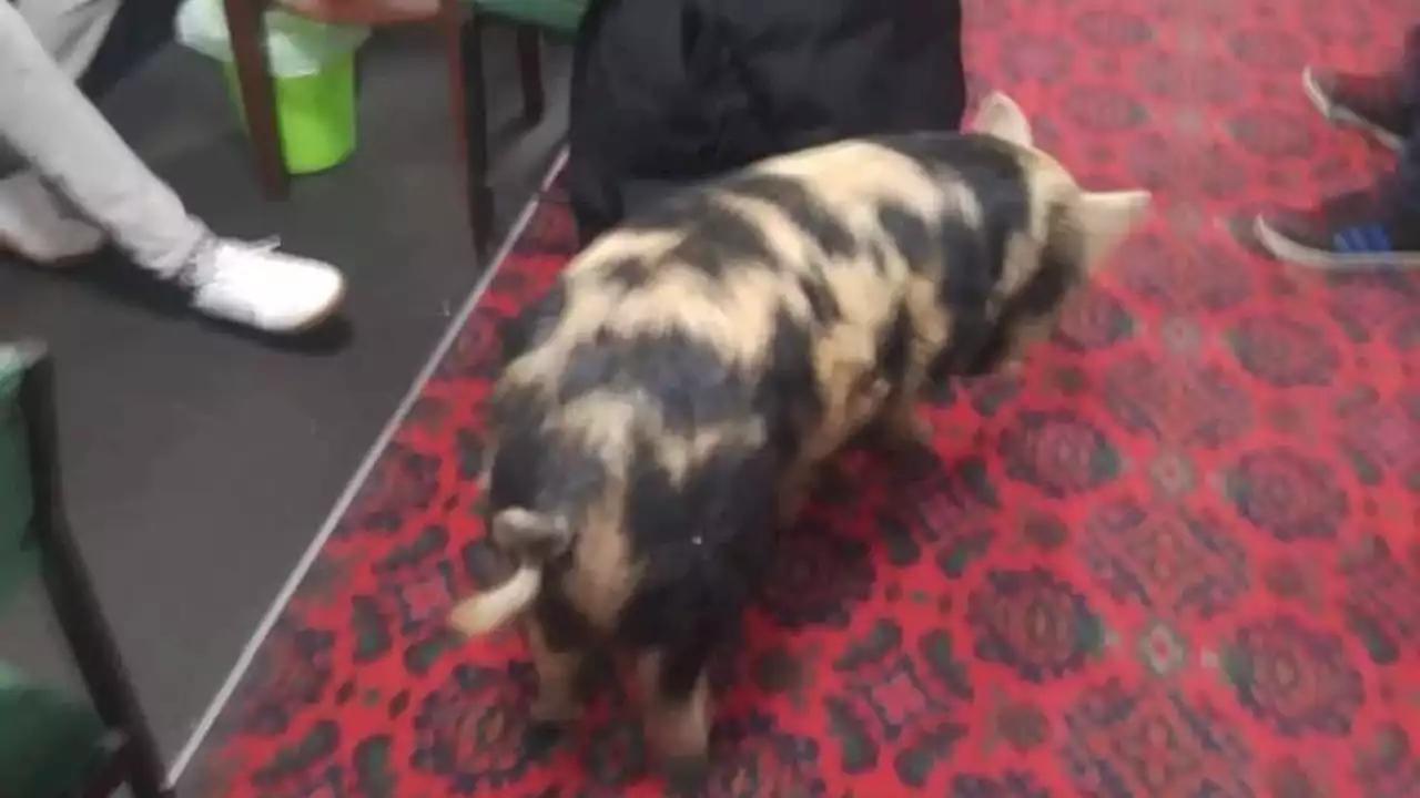 Roddy the pig escapes from allotment and wanders into nearby working men's club in County Durham