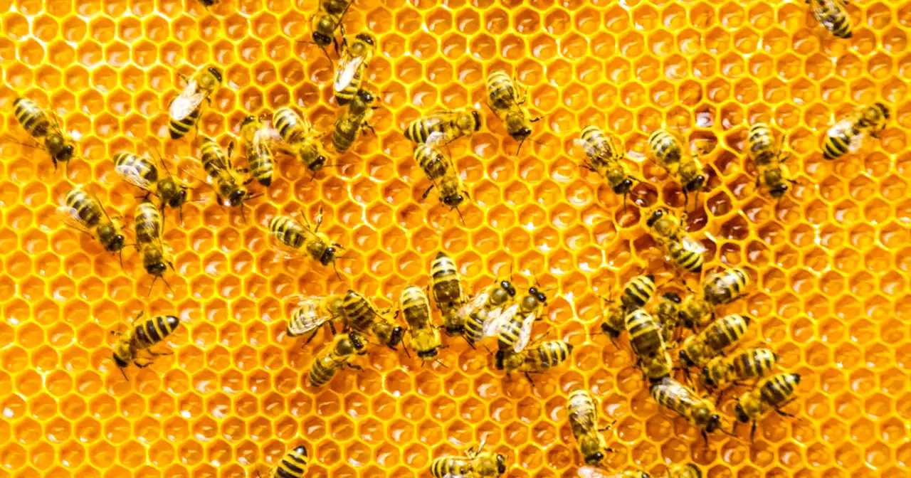 60,000 bees stolen from grocery company’s pollinator field