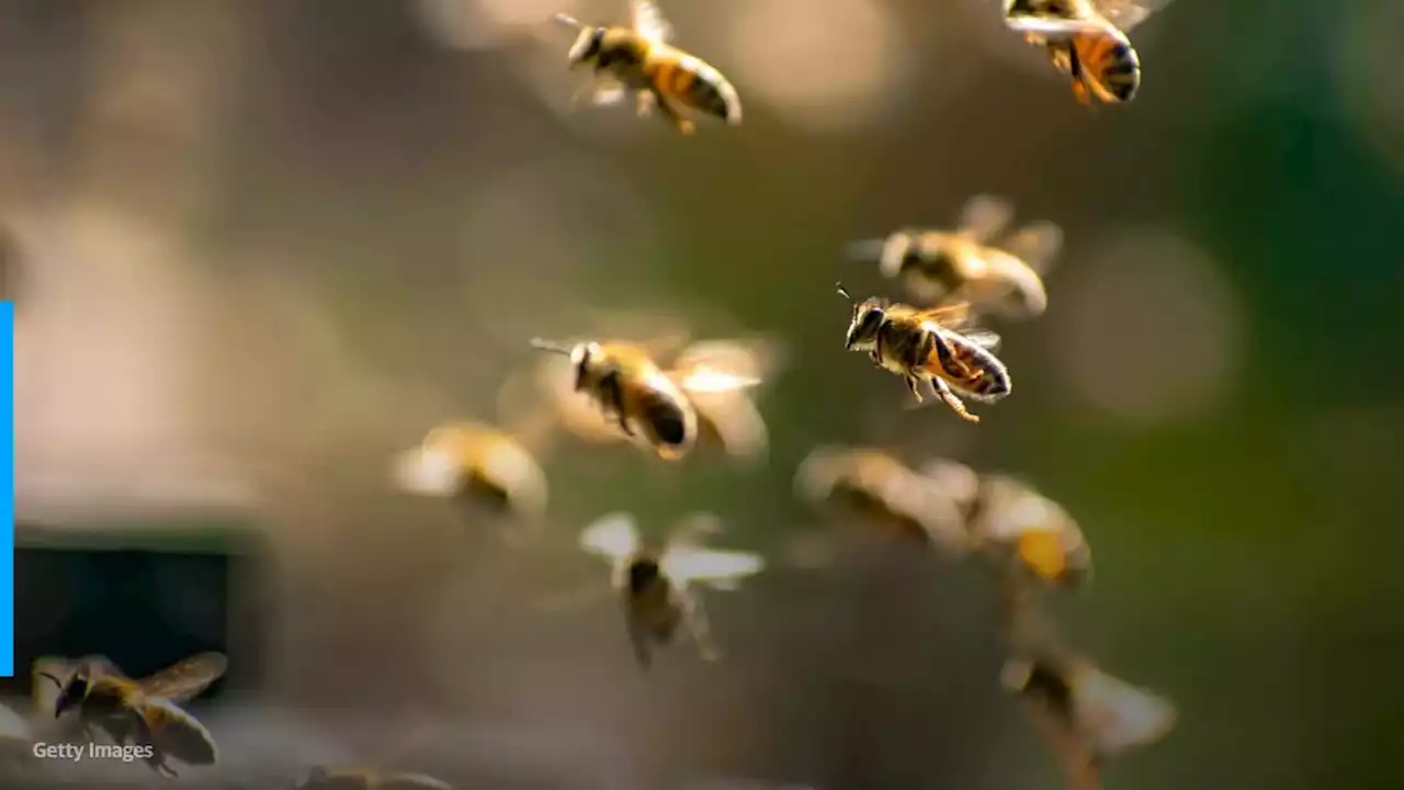 60,000 bees stolen from grocery company's pollinator field