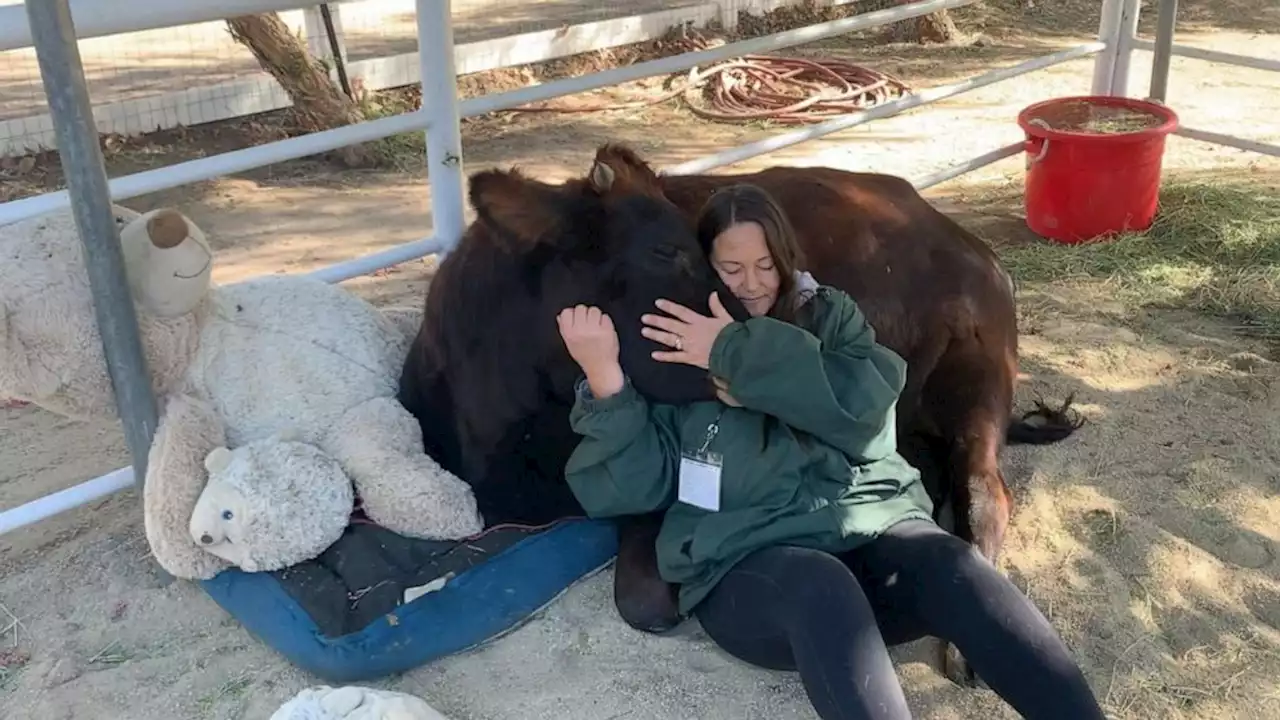 How hugging cows can help with mental health