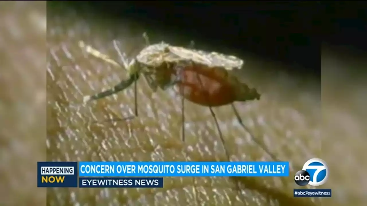 Mosquito surge during hot SoCal weather prompts concerns in San Gabriel Valley