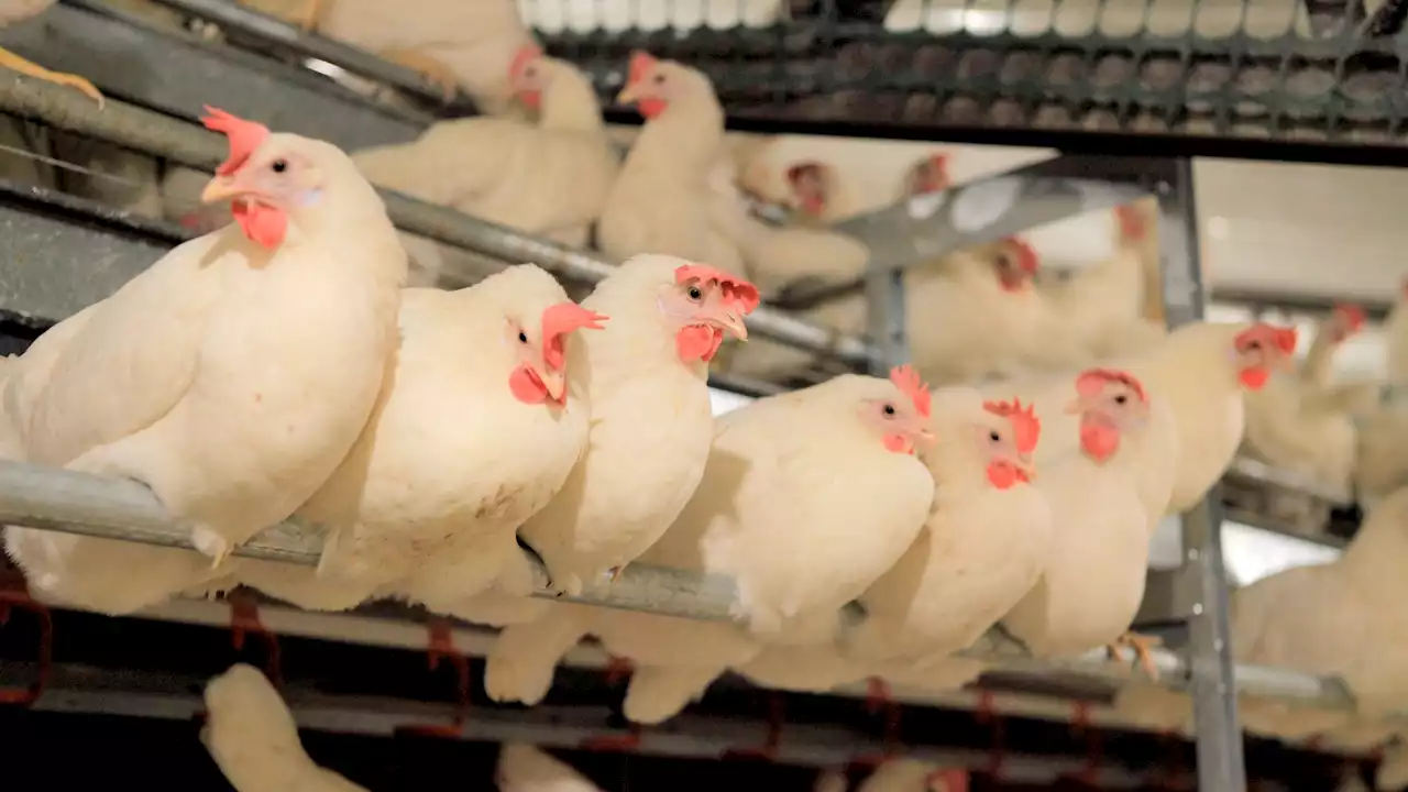 US egg producers shift to cage-free in response to new laws, demand from restaurant chains