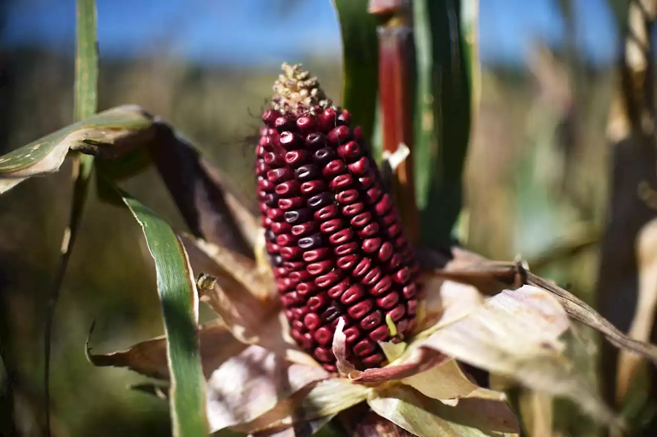 Hitting the Books: How crop diversity became a symbol of Mexican national sovereignty | Engadget