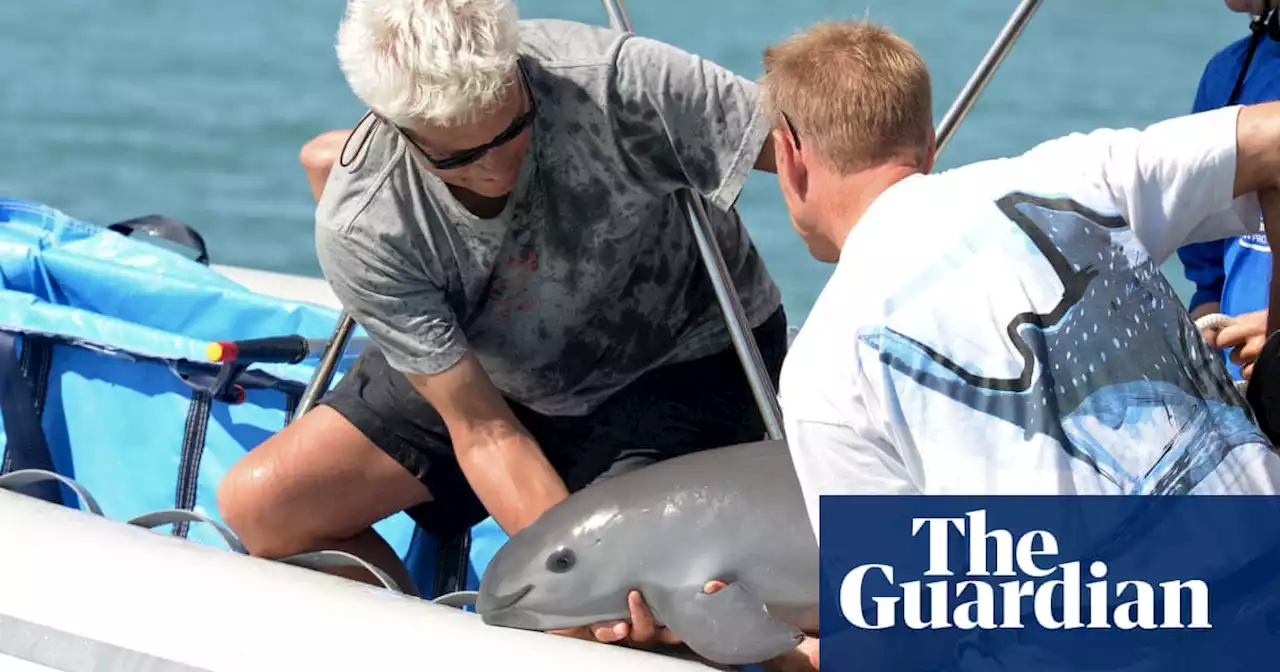 The tiny vaquita porpoise now numbers less than 10. Can they be saved?